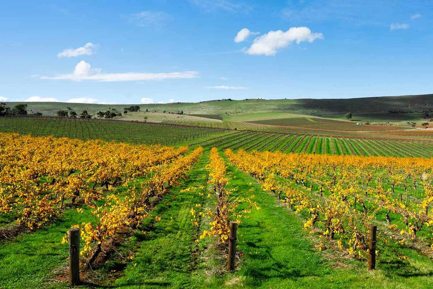 Things to do around the Clare Valley, South Australia