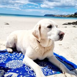 BOAT_HARBOUR_BEACH_HOUSE_Tasmania_Travellarks_dog_friendly_beach