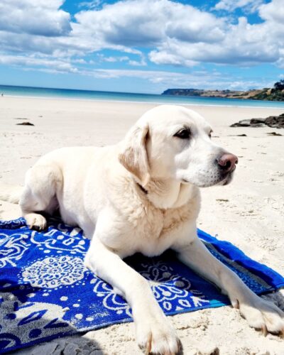 BOAT_HARBOUR_BEACH_HOUSE_Tasmania_Travellarks_dog_friendly_beach